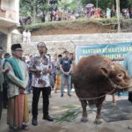 Viman Serahkan Sapi Limosin Berat Hampir 1 Ton dari Presiden Prabowo untuk Warga Setiawargi